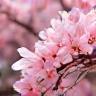 Sakura Yamada